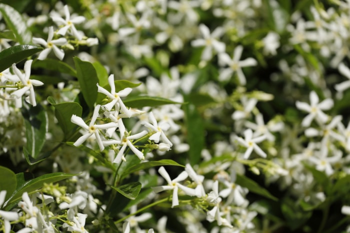 buisson avec plusieurs petites fleurs blanches de jasmin étoilé