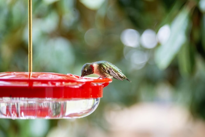 Colibri buvant dans une mangeoire à colibris