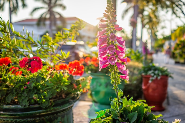 Chemin de trottoir de rue du centre-ville au coucher du soleil à Naples, en Floride, avec gros plan de fleurs violettes de digitale en pot tropicale, pots de géranium à l'extérieur avec un doux soleil