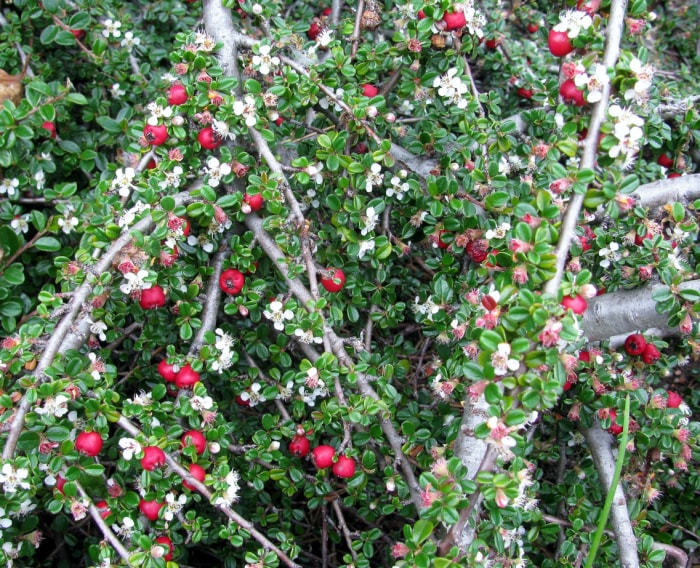 Arrière-plan du buisson de Cotoneaster dammeri