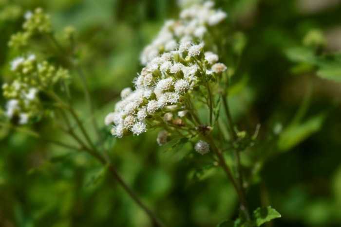 plantes répulsives contre les serpents white snakeroot