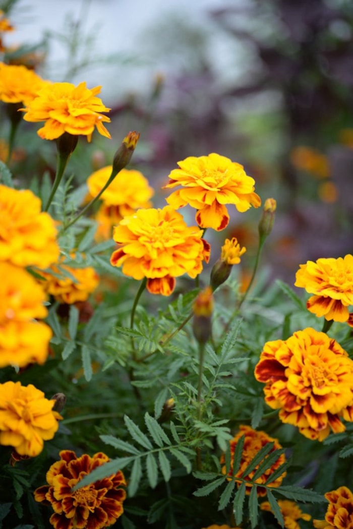 Souci orange poussant dans un jardin familial en juin.