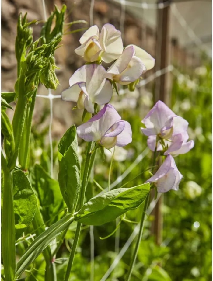 meilleures fleurs pour démarrer à partir de graines - fleurs de pois de senteur violet clair