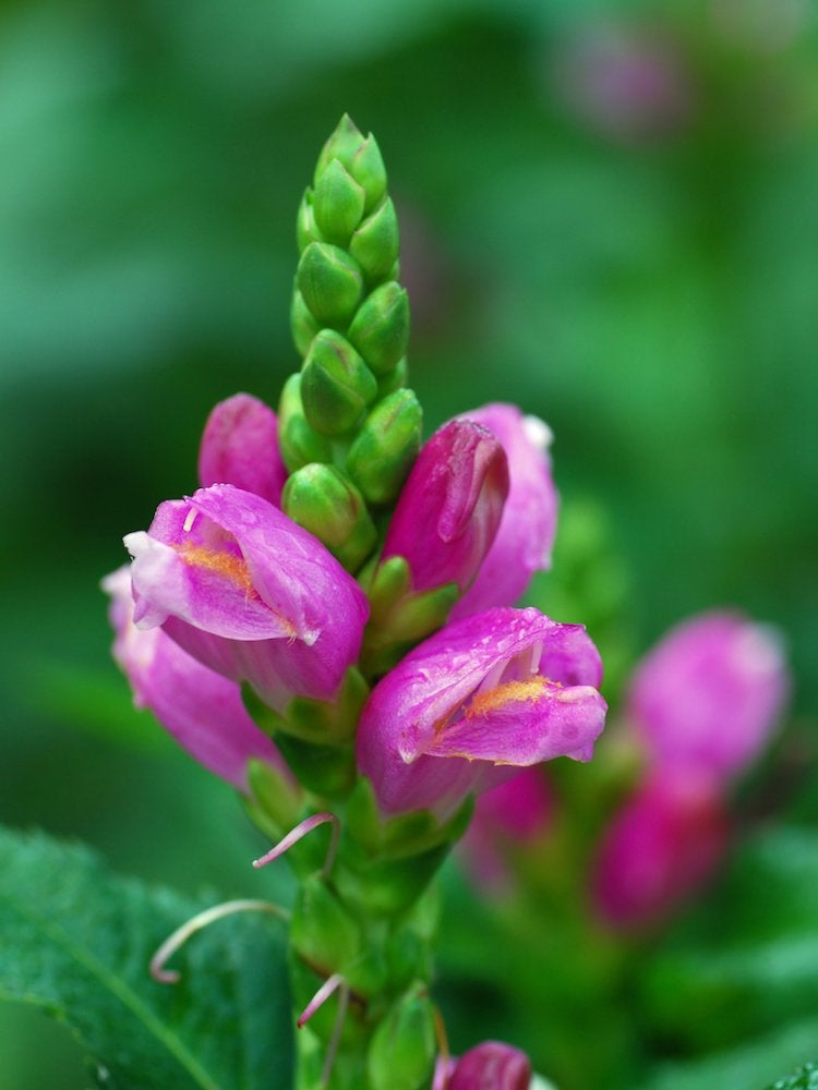 20 fleurs audacieuses et magnifiques qui fleurissent en automne