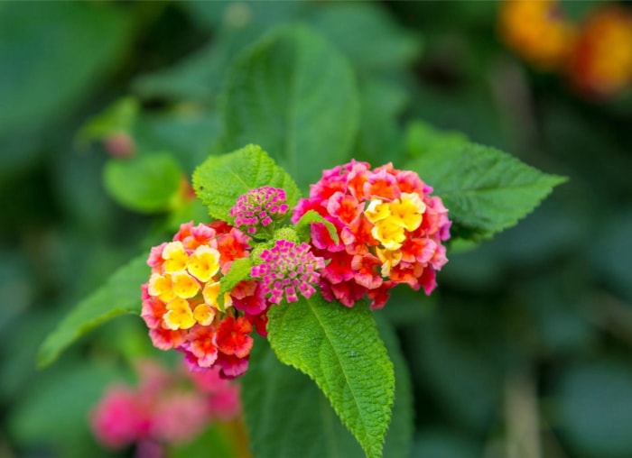 Les meilleures plantes en pot pour le plein soleil