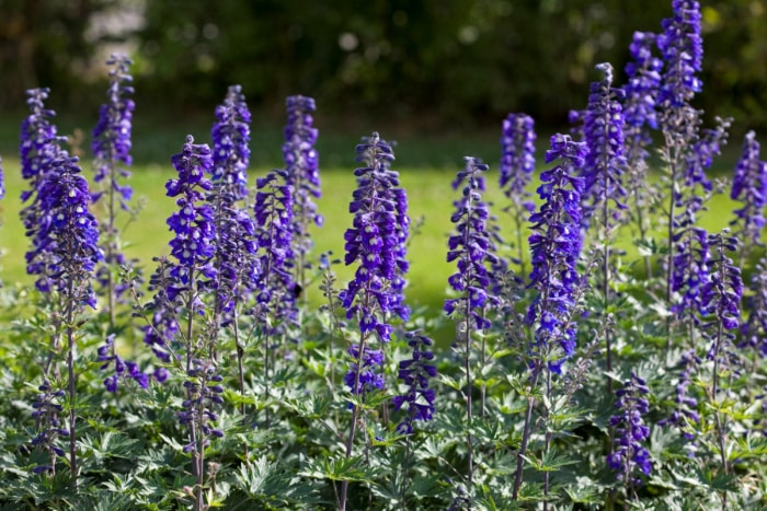 Plantes d'alpiste pourpre