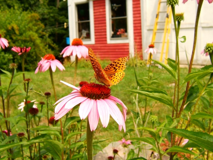 Papillon Fritillaire pailleté sur une échinacée devant une maison rouge.