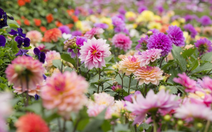 fleurs d'été