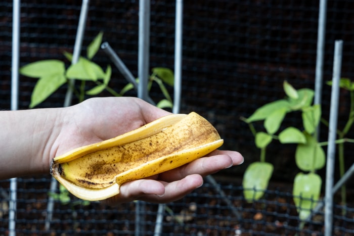 Main tenant une peau de banane dans un jardin aux plantes luxuriantes. Bonne source d'engrais organique riche en potassium.