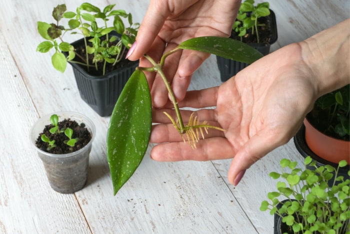 soins des plantes hoya