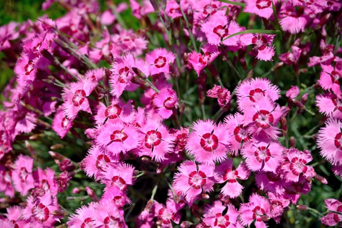 Œillet de feu givré (Dianthus × allwoodii 'Frosty Fire')