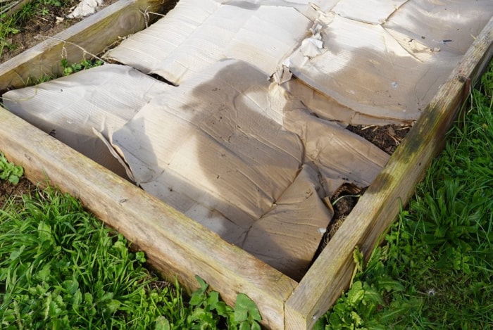 Un jardin surélevé avec une barrière anti-mauvaises herbes en carton en décomposition recouvrant le sol.