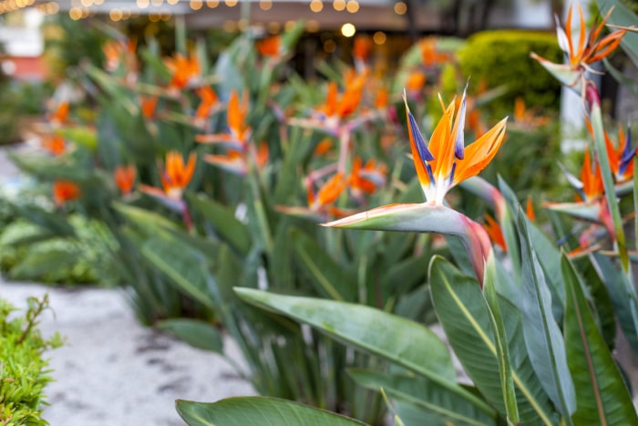 Rangée de plantes oiseaux de paradis aux fleurs orange vif.