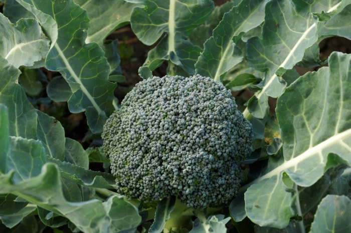 plante de brocoli