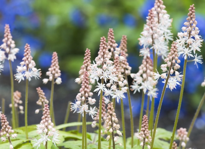 15 fleurs fascinantes qui fleurissent uniquement la nuit