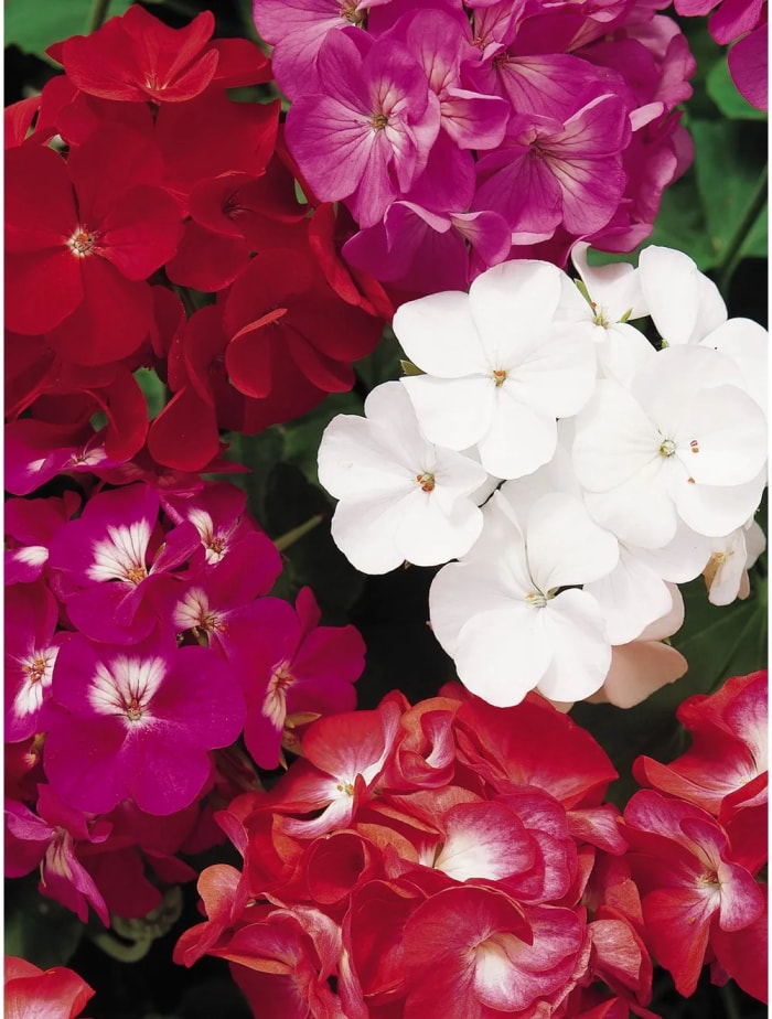 fleurs de géranium en rouge, blanc et magenta