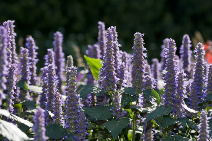 Hysope anisée (Agastache foeniculum)