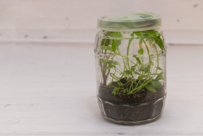 Sauvage et libre : un terrarium en pot avec une vie végétale non planifiée en gros plan.