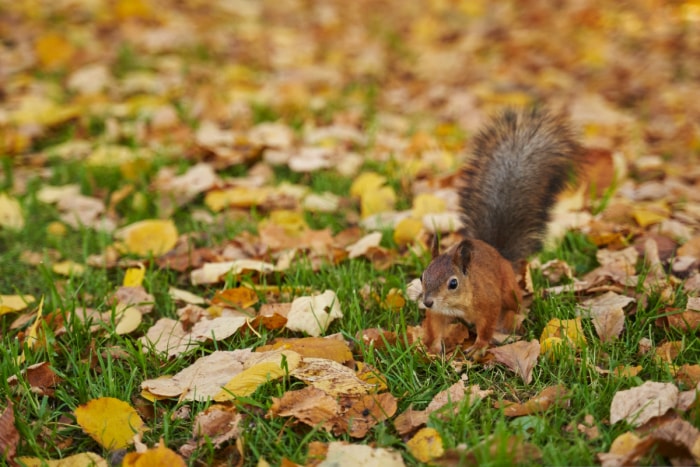 Écureuil profitant des feuilles dans la cour