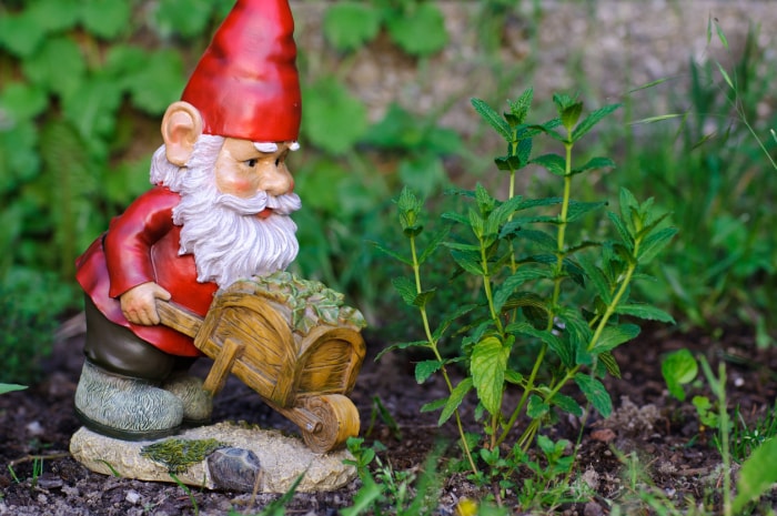 iStock-184106372 nains de jardin gnome avec brouette