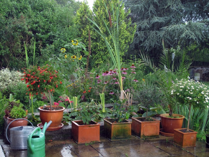 jardin sous la pluie