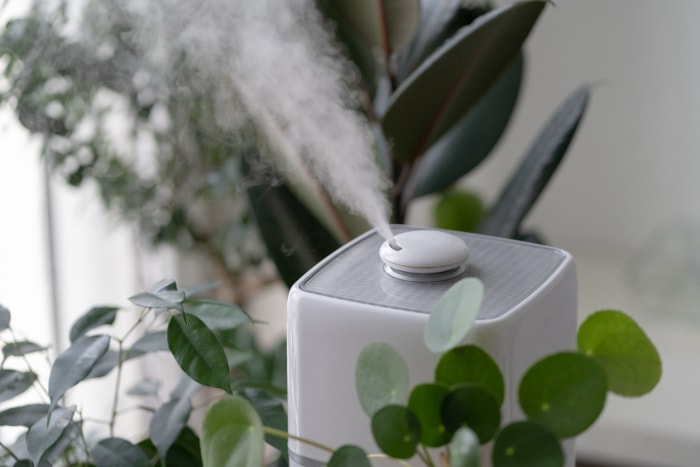 vue rapprochée de la vapeur s'élevant de l'humidificateur près des plantes d'intérieur à l'intérieur