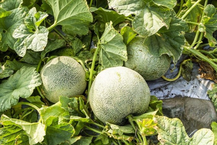 Melon cantaloup poussant dans un parterre de jardin.