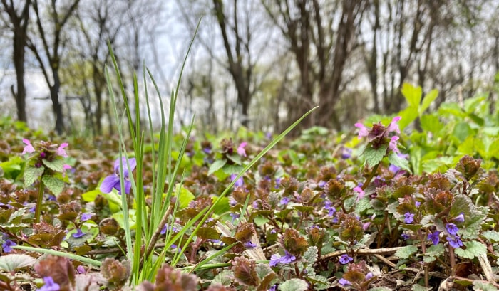 Herbe de Charlie rampante emmêlée sur le sol avec des fleurs violettes et des feuilles vertes festonnées.