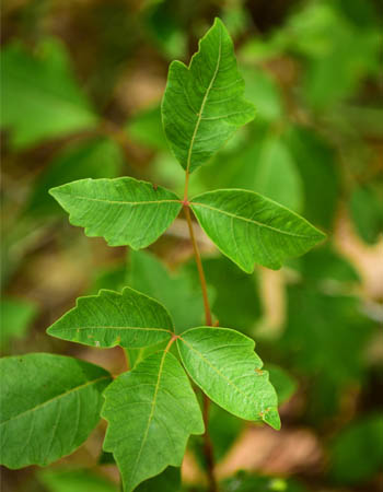 À quoi ressemble le sumac vénéneux ? Il a trois feuilles