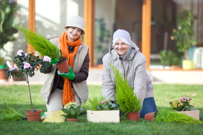 Des amies âgées jardinent ensemble devant la maison. Découvrez plus d'images de MODE DE VIE EN EXTÉRIEUR et EN INTÉRIEUR avec ces MODÈLES SENIOR. Cliquez sur n'importe quelle image ci-dessous pour la visionneuse.