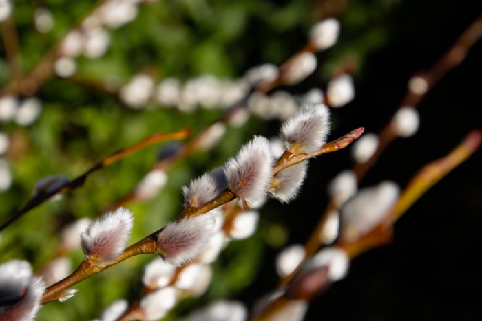 Gros plan d'une branche de saule chaton avec de minuscules fleurs blanches duveteuses.