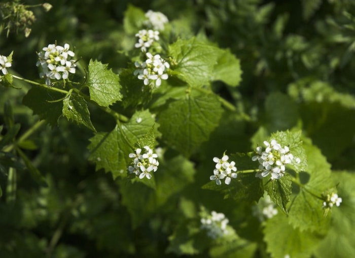 Ces plantes populaires pourraient en fait être mauvaises pour votre jardin