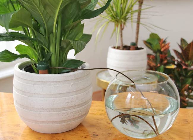 12 astuces pratiques pour les parents paresseux de plantes d'intérieur