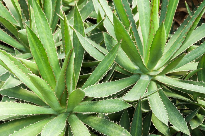 soins des plantes d'agave plantes d'agave aux feuilles pointues et pointues