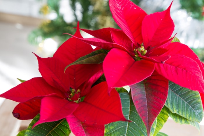 Fleur de poinsettia rouge