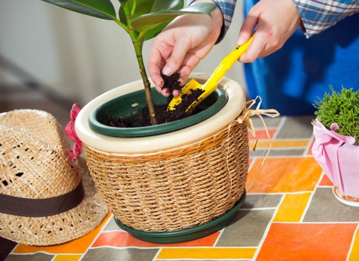 11 raisons pour lesquelles vos plantes d'intérieur meurent