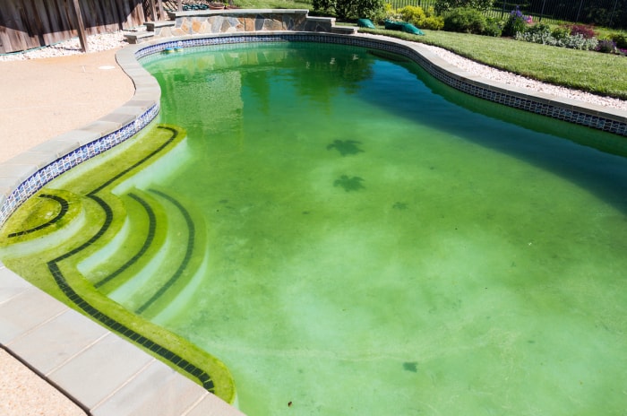 Une piscine d'arrière-cour décorée de carreaux de mosaïque bleus et blancs présente une couleur verte causée par des algues.