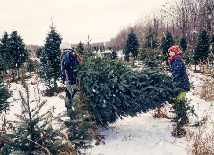 Les nuisibles qui pourraient se cacher dans votre sapin de Noël et comment s'en débarrasser