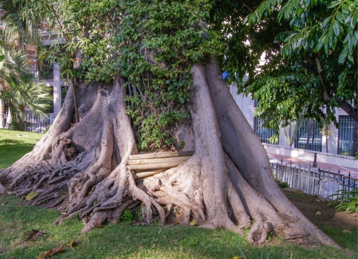 10 signes indiquant qu'un arbre dans votre jardin doit être abattu