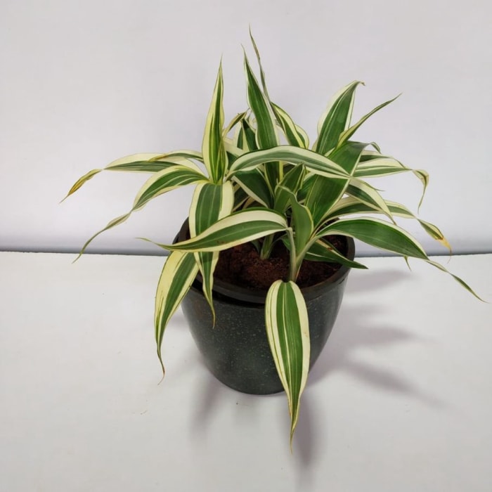 Plante de Dracaena avec marge blanche sur les feuilles