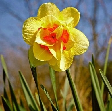 9 jonquilles pour égayer votre jardin