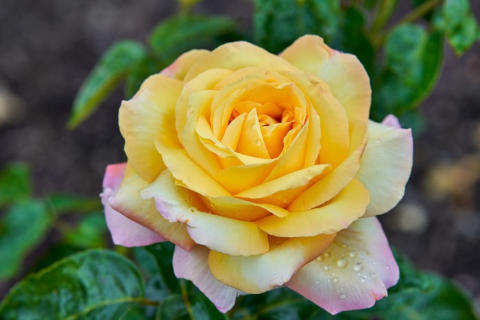 Rosier hybride de thé jaune et rose Peace dans un paysage domestique.