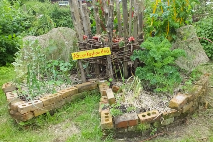 Un jardin en trou de serrure africain étiqueté est utilisé pour faire pousser des légumes à feuilles vertes et plus encore.