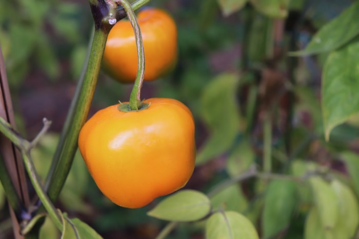 légumes grimpants