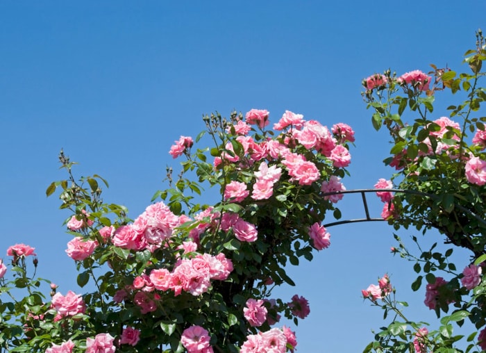 14 plantes, arbustes et arbres qui peuvent vous aider à vendre votre maison