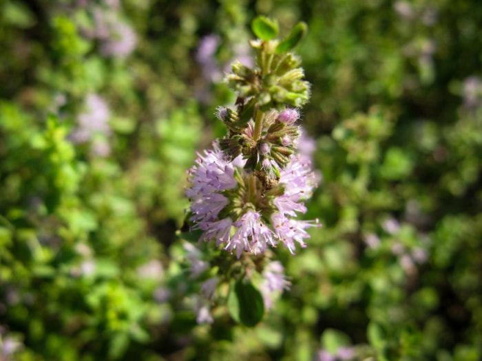 8 plantes qui repoussent les fourmis