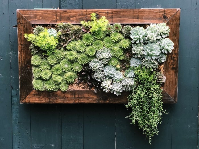 plantes succulentes montées sur un mur dans un cadre en bois comme une peinture