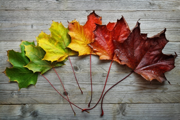 Concept de transition et de variation des feuilles d'érable d'automne pour l'automne et le changement de saison