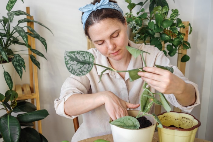 Une jeune femme se préparant à propager un pothos avec un pot et un autre pot de terre à côté.