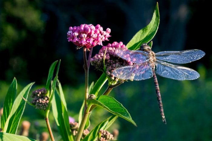 15 plantes qui attirent les libellules